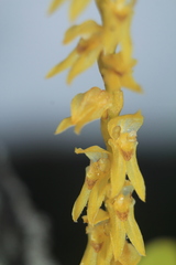 Stelis pulchella