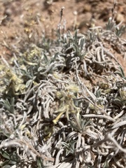 Oreocarya fulvocanescens