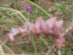 Crassula perforata perforata