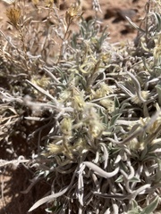Oreocarya fulvocanescens