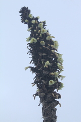 Puya goudotiana