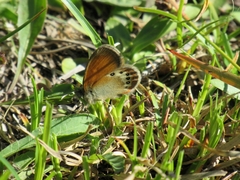Coenonympha gardetta