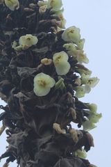 Puya goudotiana