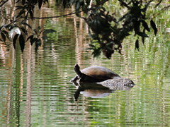 Podocnemis lewyana