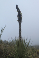 Puya goudotiana