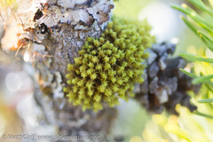 Ulota obtusiuscula