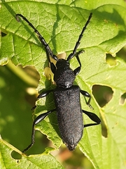 Ropalopus clavipes