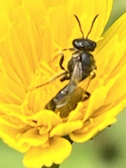 Insecta