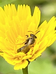 Insecta