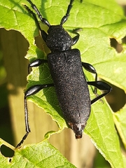 Ropalopus clavipes