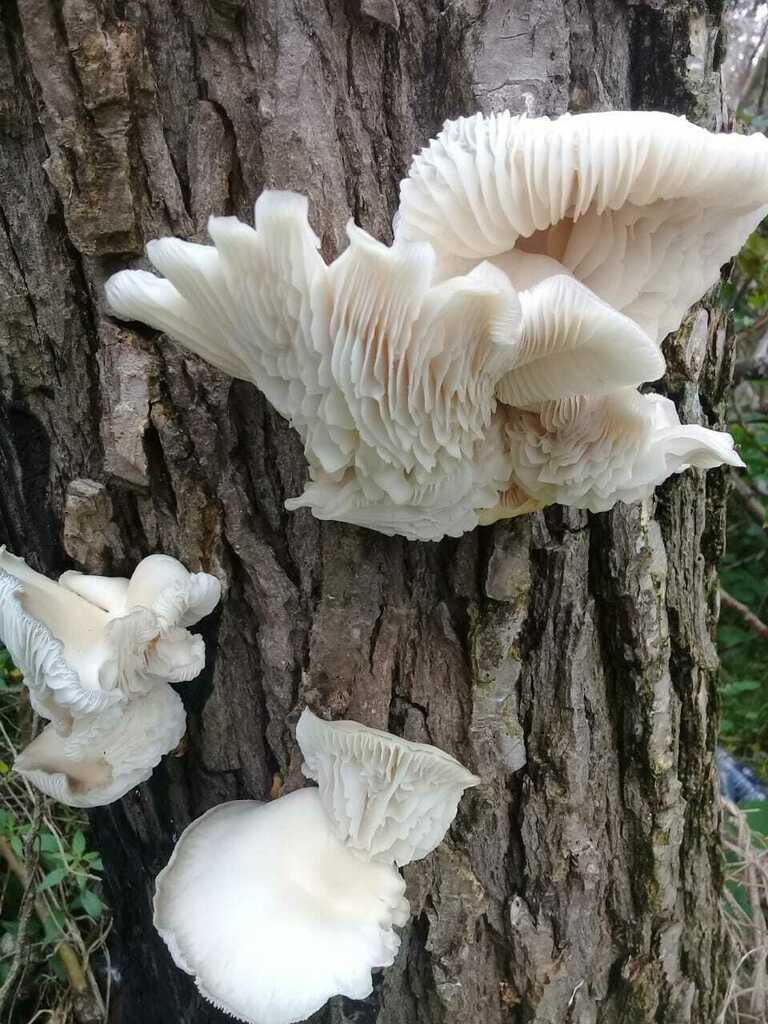 Pleurotus albidus · September 2020 · photo: © candela_castro (iNaturalist, cc-by-nc)