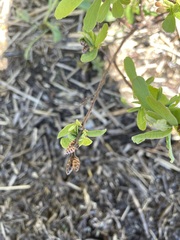 Myrica