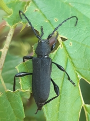 Ropalopus clavipes