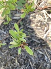 Myrica