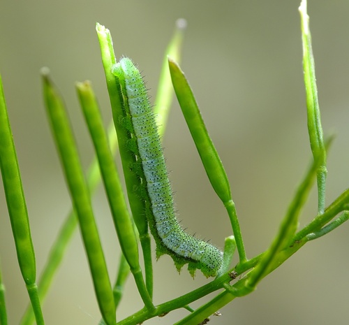 orange-tip, photo 8 of 8