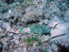 Sparisoma chrysopterum