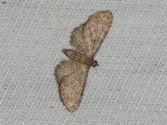 Eupithecia haworthiata