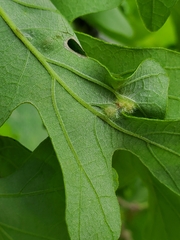 Neuroterus fugiens