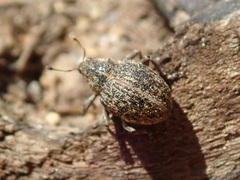 Rhinoncus inconspectus