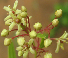 Gymnosporia tenuispina image