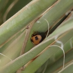 Brachiacantha albifrons