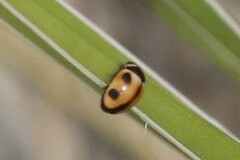 Brachiacantha albifrons