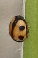 Brachiacantha albifrons