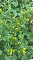 Matricaria discoidea