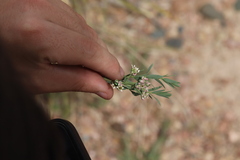 Comandra umbellata pallida