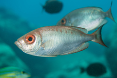 Hawaiian Bigeye photo 3