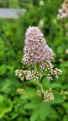 Spiraea
