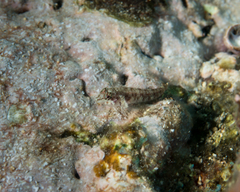 Hawaiian Blackhead Triplefin photo 3