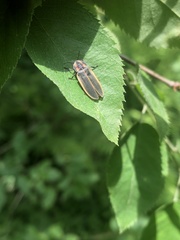 Pyractomena angulata
