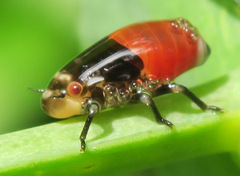 Aphrophora permutata