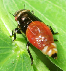 Aphrophora permutata