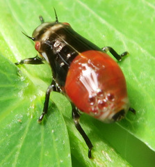 Aphrophora permutata