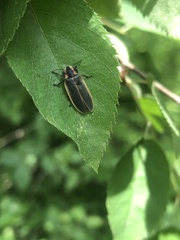 Pyractomena angulata