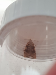 Aleimma loeflingiana