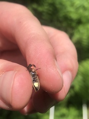 Pyractomena angulata