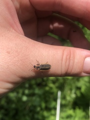 Pyractomena angulata