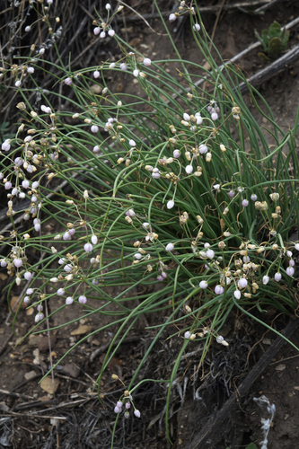 Allium vodopjanovae, photograph 5