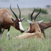 Vacas, Ovejas, Cabras, Antílopes, Bisontes Y Parientes - Photo (c) Gareth Preiss, algunos derechos reservados (CC BY-NC)
