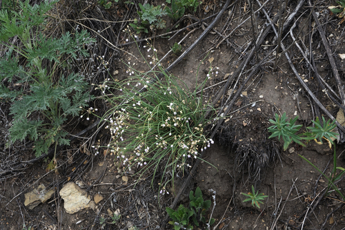 Allium vodopjanovae, photograph 6
