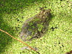 Lithobates montezumae