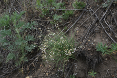 Allium vodopjanovae