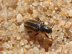 Prasocuris phellandrii