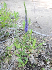 Veronica spicata