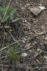 Allium vodopjanovae