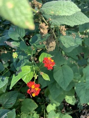 Lantana camara