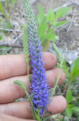 Veronica spicata